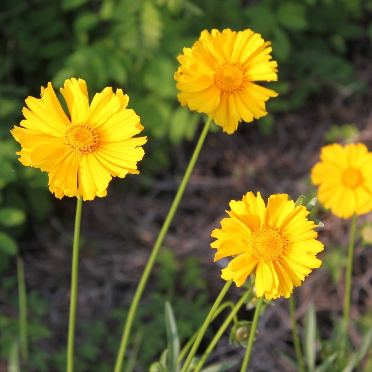 Coreopsis- Mayfield Giants